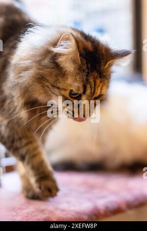 Langhaarige Tabby Cat Nahaufnahme Porträt Stockfoto