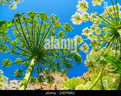 Grüner Hogweed pflanzt Wildblumen, die sich bis zu einem hellblauen Himmel erstrecken. Das Bild fängt die zarte Schönheit der Natur und das Gefühl eines Sommertages in einer Nahaufnahme mit geringem Winkel ein. Stockfoto
