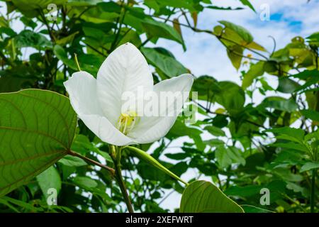 Blühende weiße, schneebedeckte Orchideenbaumblüte und grüne Blätter. Stockfoto