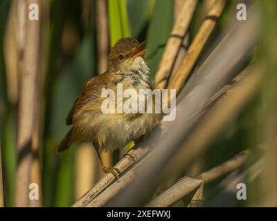 Ein Schilfrohrkriecher in grüner Umgebung, der auf einem Schilf sitzt. Stockfoto