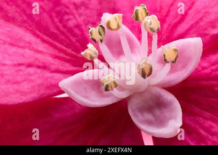 Bigblatthortensie (Hortensie macrophylla), Hortengeae. Detail der Blume. Laubstrauch, Zierpflanze, rote Blume. Stockfoto
