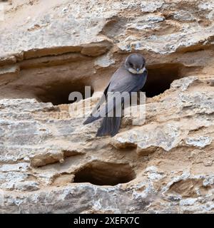 sandwich martin auf einem Felsen vor dem Nesteingang. Stockfoto