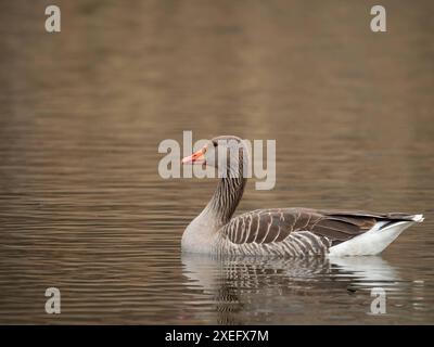 Graugans auf dem Wasser, mit Schilf im Hintergrund. Stockfoto