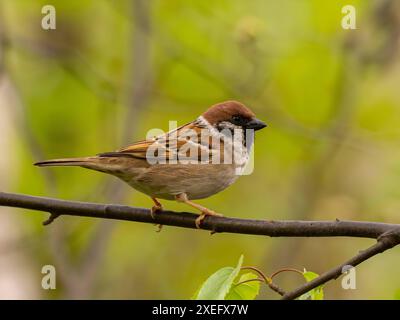 Eurasischer Spatzen auf einem Ast, Nahaufnahme auf grünem Hintergrund. Stockfoto