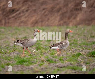 Graugans auf Gras, verschwommener Hintergrund. Stockfoto