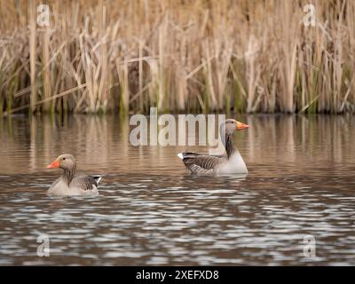 Graugans auf dem Wasser, mit Schilf im Hintergrund. Stockfoto