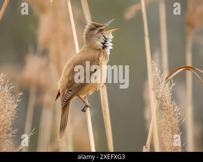 Ein großer Schilfstampfer auf trockenem Schilf. Stockfoto