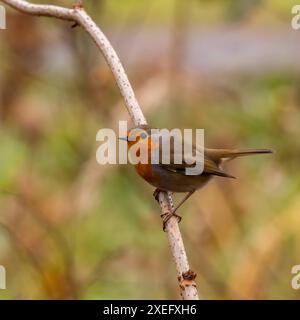 Europäisches Rotkehlchen auf einem Zweig, Nahaufnahme, verschwommener Hintergrund. Stockfoto