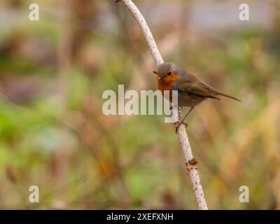 Europäisches Rotkehlchen auf einem Zweig, Nahaufnahme, verschwommener Hintergrund. Stockfoto
