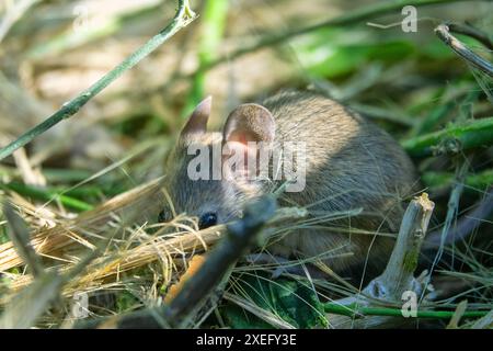 Hausmaus in den Vororten von Abu Dhabi Stockfoto