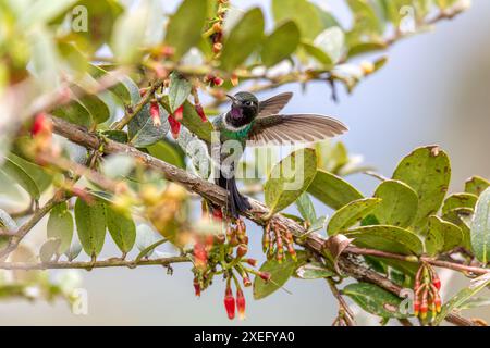 Turmaline-Sonnenengel (Heliangelus exortis), Kolibri-Arten. Abteilung Cundinamarca. Tierwelt und Vogelbeobachtung in Colombi Stockfoto
