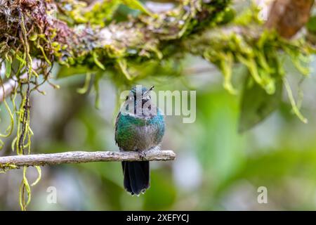 Turmaline-Sonnenengel (Heliangelus exortis), Kolibri-Arten. Abteilung Cundinamarca. Tierwelt und Vogelbeobachtung in Colombi Stockfoto