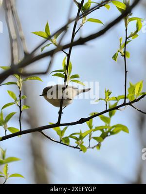 Ein kleiner Vogel, der auf einem Ast sitzt. Gewöhnlicher Chiffchaff Stockfoto