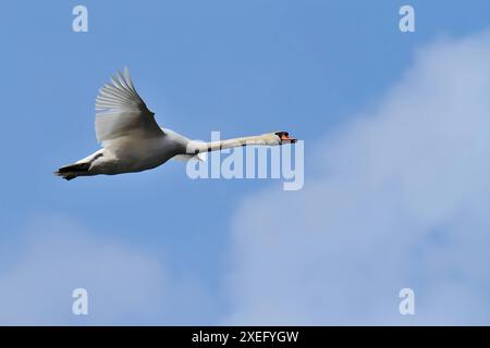 Stummer Schwan im Flug gegen den Himmel. Stockfoto