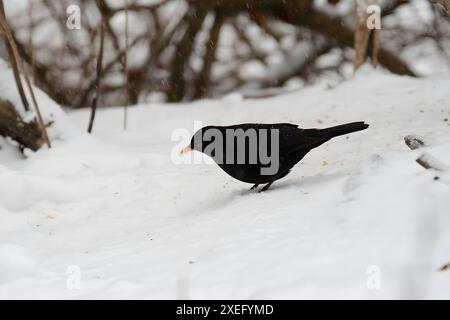 Junge Ameisenbären in Winterlandschaft im Schnee. Stockfoto