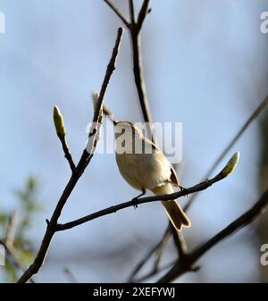 Ein kleiner Vogel, der auf einem Ast sitzt. Gewöhnlicher Chiffchaff Stockfoto