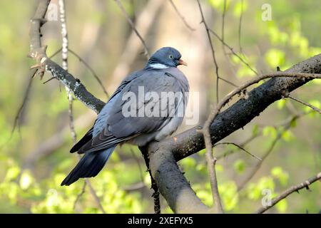 Gewöhnliche Holztaube auf einem Ast, Nahaufnahme. Stockfoto