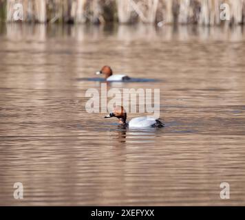 Gewöhnliche Pochard-Strömungen, trockenes Schilf im Hintergrund. Stockfoto