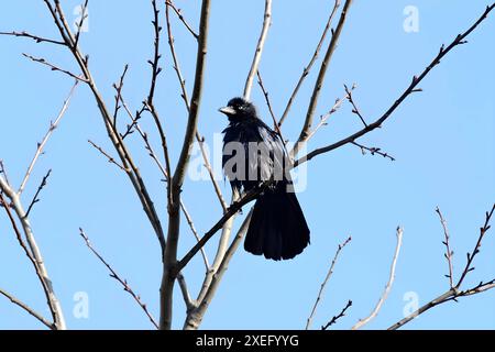 Westliche Jackdaw auf einem Baumzweig. Stockfoto