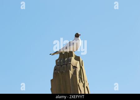 Eine Möwe, die auf einem hohen Steinbau vor einem klaren blauen Himmel thront. Stockfoto