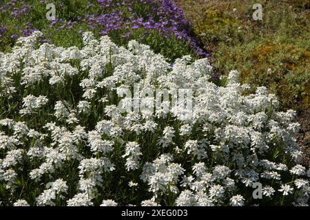Iberis sempervirens, Candytuft Stockfoto
