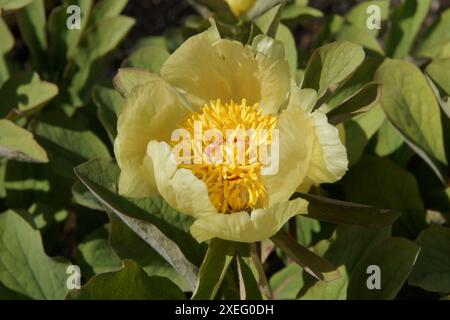 Paeonia mlokosewitschii, Pfingstrose Stockfoto