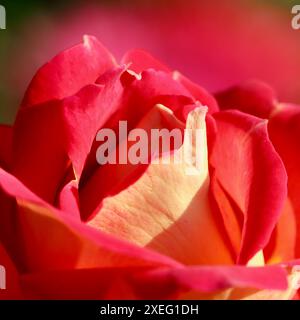 Rosa gelbe Rosenblüte. Makroblumen Hintergrund für Feiertagsgestaltung Stockfoto