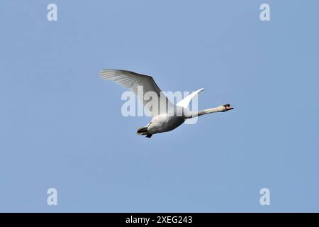 Stummer Schwan im Flug gegen den Himmel. Stockfoto