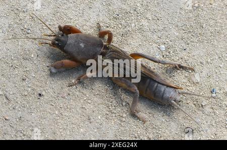 Europäische Mottenkricket auf dem Sand. Stockfoto