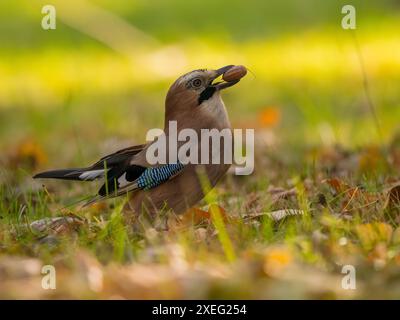 Eurasischer jay mit einer Eichel im Schnabel inmitten von grünem Gras. Stockfoto