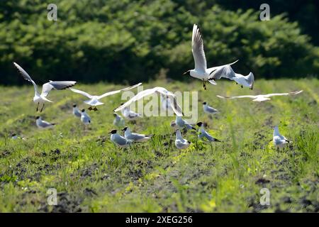 Viele Schwarzköpfige Möwen fliegen vom Feld. Stockfoto