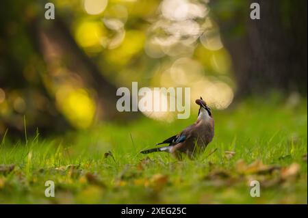 Eurasischer jay mit einer Eichel im Schnabel inmitten von grünem Gras. Stockfoto