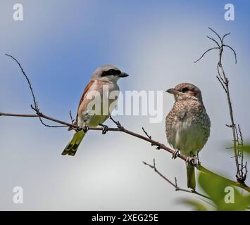 Rotkauz auf einem Ast mit einem anderen Vogel. Stockfoto