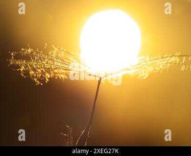 Feuchte Löwenzahnsamen vor dem Hintergrund der Sonne. Stockfoto