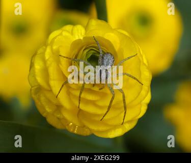 Eine Spinne auf einer gelben Blume. Stockfoto