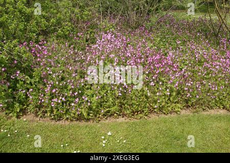 Silene Dioica, rote campion Stockfoto