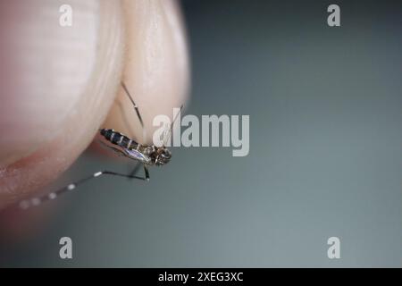 Nahaufnahme der verstorbenen aedes Dengue-Mücke, die zwischen den Fingern eingeklemmt wurde Stockfoto