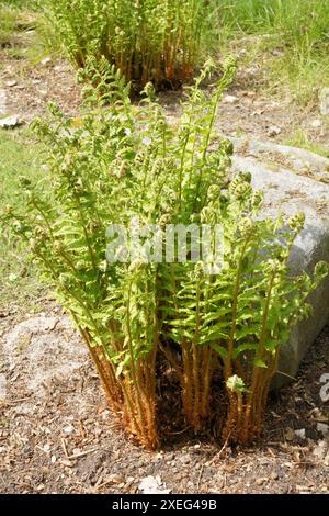 Dryopteris carthusiana, Dornfarn Stockfoto