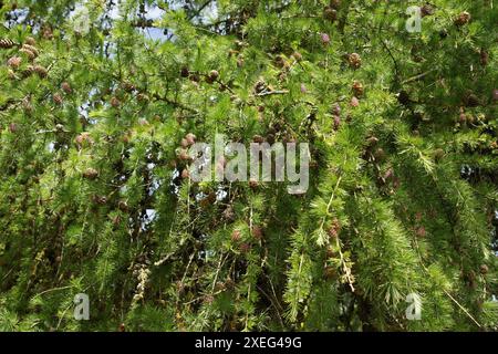 Larix decidua, Europäische Lärche Stockfoto