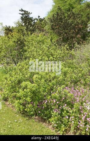 Salix Glabra, glatte Weide Stockfoto