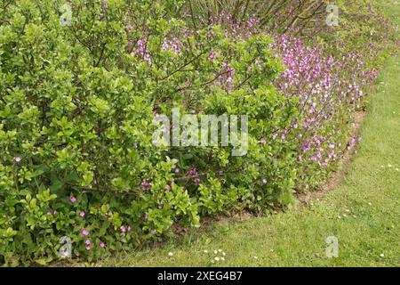 Salix Glabra, glatte Weide Stockfoto