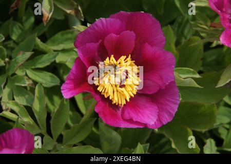 Paeonia officinalis, Pfingstrose Stockfoto