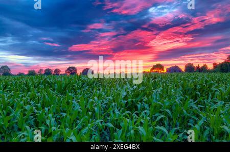 Lebendiger Sonnenuntergang über üppigen Maisfeldern mit spektakulärer Wolkenlandschaft Stockfoto