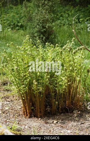 Dryopteris carthusiana, Dornfarn Stockfoto