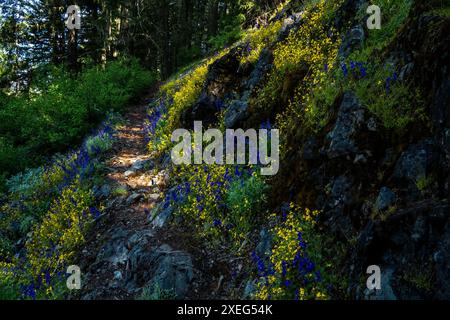 Der Wanderweg führt durch eine blendende Sammlung von Wildblumen (vorwiegend gelbe Affenblüten 'Erythranthe caespitosa' und lila larkspur 'Delp Stockfoto