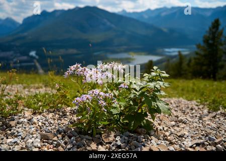 Wunderschöne kleine Wildblumen im Hintergrund der wunderschönen Berge des Banff National Park in Kanada. Stockfoto