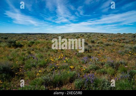 Wildblumen in der Wüste in der Nähe des Owyhee Canyon Overlook im Owyhee Canyonlands National Monument. Stockfoto