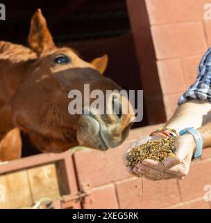 Bauernhände mit speziellem Müsli, Getreide, Gerste, Apfel, Melasse vor dem Stall mit Pferd im Reitclub Stockfoto