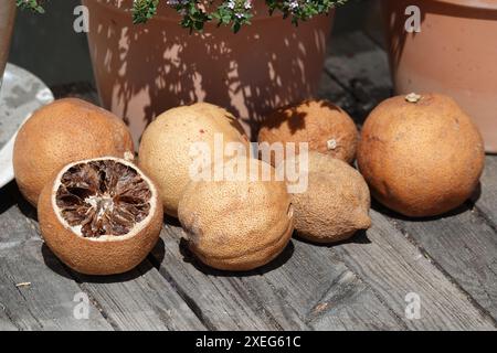 Zitrus sinensis, Orangen, getrocknet Stockfoto