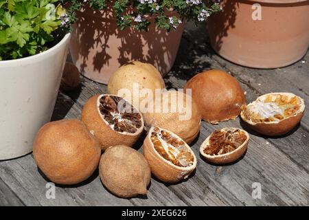 Zitrus sinensis, Orangen, getrocknet Stockfoto